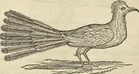 An illustration from Historia naturalis Brasiliae, : auspicio et beneficio illustriss. I. Mauritii Com. Nassau ... adornata : in qua non tantum plantæ et animalia, sed et indigenarum morbi, ingenia et mores describuntur et iconibus supra quingentas illustrantur (1648)