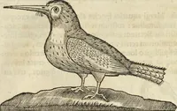 An illustration from Historia naturalis Brasiliae, : auspicio et beneficio illustriss. I. Mauritii Com. Nassau ... adornata : in qua non tantum plantæ et animalia, sed et indigenarum morbi, ingenia et mores describuntur et iconibus supra quingentas illustrantur (1648)