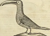An illustration from Historia naturalis Brasiliae, : auspicio et beneficio illustriss. I. Mauritii Com. Nassau ... adornata : in qua non tantum plantæ et animalia, sed et indigenarum morbi, ingenia et mores describuntur et iconibus supra quingentas illustrantur (1648)