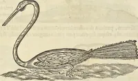 An illustration from Historia naturalis Brasiliae, : auspicio et beneficio illustriss. I. Mauritii Com. Nassau ... adornata : in qua non tantum plantæ et animalia, sed et indigenarum morbi, ingenia et mores describuntur et iconibus supra quingentas illustrantur (1648)