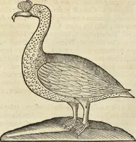 An illustration from Historia naturalis Brasiliae, : auspicio et beneficio illustriss. I. Mauritii Com. Nassau ... adornata : in qua non tantum plantæ et animalia, sed et indigenarum morbi, ingenia et mores describuntur et iconibus supra quingentas illustrantur (1648)