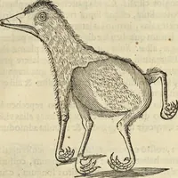 An illustration from Historia naturalis Brasiliae, : auspicio et beneficio illustriss. I. Mauritii Com. Nassau ... adornata : in qua non tantum plantæ et animalia, sed et indigenarum morbi, ingenia et mores describuntur et iconibus supra quingentas illustrantur (1648)