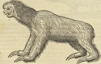 An illustration from Historia naturalis Brasiliae, : auspicio et beneficio illustriss. I. Mauritii Com. Nassau ... adornata : in qua non tantum plantæ et animalia, sed et indigenarum morbi, ingenia et mores describuntur et iconibus supra quingentas illustrantur (1648)