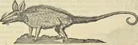 An illustration from Historia naturalis Brasiliae, : auspicio et beneficio illustriss. I. Mauritii Com. Nassau ... adornata : in qua non tantum plantæ et animalia, sed et indigenarum morbi, ingenia et mores describuntur et iconibus supra quingentas illustrantur (1648)