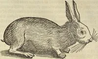 An illustration from Historia naturalis Brasiliae, : auspicio et beneficio illustriss. I. Mauritii Com. Nassau ... adornata : in qua non tantum plantæ et animalia, sed et indigenarum morbi, ingenia et mores describuntur et iconibus supra quingentas illustrantur (1648)