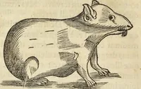 An illustration from Historia naturalis Brasiliae, : auspicio et beneficio illustriss. I. Mauritii Com. Nassau ... adornata : in qua non tantum plantæ et animalia, sed et indigenarum morbi, ingenia et mores describuntur et iconibus supra quingentas illustrantur (1648)