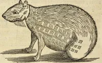An illustration from Historia naturalis Brasiliae, : auspicio et beneficio illustriss. I. Mauritii Com. Nassau ... adornata : in qua non tantum plantæ et animalia, sed et indigenarum morbi, ingenia et mores describuntur et iconibus supra quingentas illustrantur (1648)