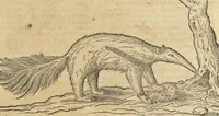 An illustration from Historia naturalis Brasiliae, : auspicio et beneficio illustriss. I. Mauritii Com. Nassau ... adornata : in qua non tantum plantæ et animalia, sed et indigenarum morbi, ingenia et mores describuntur et iconibus supra quingentas illustrantur (1648)