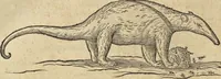 Picture 362 of 397 from Historia naturalis Brasiliae, : auspicio et beneficio illustriss. I. Mauritii Com. Nassau ... adornata : in qua non tantum plantæ et animalia, sed et indigenarum morbi, ingenia et mores describuntur et iconibus supra quingentas illustrantur (1648), leaf 373