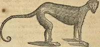 An illustration from Historia naturalis Brasiliae, : auspicio et beneficio illustriss. I. Mauritii Com. Nassau ... adornata : in qua non tantum plantæ et animalia, sed et indigenarum morbi, ingenia et mores describuntur et iconibus supra quingentas illustrantur (1648)