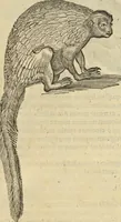 An illustration from Historia naturalis Brasiliae, : auspicio et beneficio illustriss. I. Mauritii Com. Nassau ... adornata : in qua non tantum plantæ et animalia, sed et indigenarum morbi, ingenia et mores describuntur et iconibus supra quingentas illustrantur (1648)