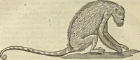 An illustration from Historia naturalis Brasiliae, : auspicio et beneficio illustriss. I. Mauritii Com. Nassau ... adornata : in qua non tantum plantæ et animalia, sed et indigenarum morbi, ingenia et mores describuntur et iconibus supra quingentas illustrantur (1648)