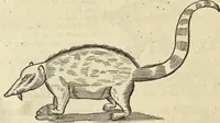 An illustration from Historia naturalis Brasiliae, : auspicio et beneficio illustriss. I. Mauritii Com. Nassau ... adornata : in qua non tantum plantæ et animalia, sed et indigenarum morbi, ingenia et mores describuntur et iconibus supra quingentas illustrantur (1648)