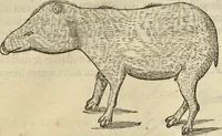 An illustration from Historia naturalis Brasiliae, : auspicio et beneficio illustriss. I. Mauritii Com. Nassau ... adornata : in qua non tantum plantæ et animalia, sed et indigenarum morbi, ingenia et mores describuntur et iconibus supra quingentas illustrantur (1648)