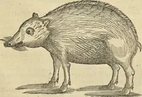 An illustration from Historia naturalis Brasiliae, : auspicio et beneficio illustriss. I. Mauritii Com. Nassau ... adornata : in qua non tantum plantæ et animalia, sed et indigenarum morbi, ingenia et mores describuntur et iconibus supra quingentas illustrantur (1648)