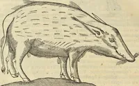 An illustration from Historia naturalis Brasiliae, : auspicio et beneficio illustriss. I. Mauritii Com. Nassau ... adornata : in qua non tantum plantæ et animalia, sed et indigenarum morbi, ingenia et mores describuntur et iconibus supra quingentas illustrantur (1648)