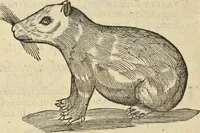 An illustration from Historia naturalis Brasiliae, : auspicio et beneficio illustriss. I. Mauritii Com. Nassau ... adornata : in qua non tantum plantæ et animalia, sed et indigenarum morbi, ingenia et mores describuntur et iconibus supra quingentas illustrantur (1648)
