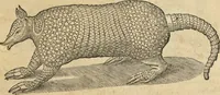 An illustration from Historia naturalis Brasiliae, : auspicio et beneficio illustriss. I. Mauritii Com. Nassau ... adornata : in qua non tantum plantæ et animalia, sed et indigenarum morbi, ingenia et mores describuntur et iconibus supra quingentas illustrantur (1648)