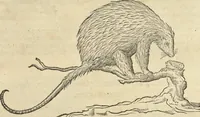 An illustration from Historia naturalis Brasiliae, : auspicio et beneficio illustriss. I. Mauritii Com. Nassau ... adornata : in qua non tantum plantæ et animalia, sed et indigenarum morbi, ingenia et mores describuntur et iconibus supra quingentas illustrantur (1648)