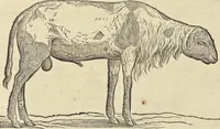 An illustration from Historia naturalis Brasiliae, : auspicio et beneficio illustriss. I. Mauritii Com. Nassau ... adornata : in qua non tantum plantæ et animalia, sed et indigenarum morbi, ingenia et mores describuntur et iconibus supra quingentas illustrantur (1648)