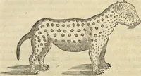 An illustration from Historia naturalis Brasiliae, : auspicio et beneficio illustriss. I. Mauritii Com. Nassau ... adornata : in qua non tantum plantæ et animalia, sed et indigenarum morbi, ingenia et mores describuntur et iconibus supra quingentas illustrantur (1648)