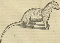 An illustration from Historia naturalis Brasiliae, : auspicio et beneficio illustriss. I. Mauritii Com. Nassau ... adornata : in qua non tantum plantæ et animalia, sed et indigenarum morbi, ingenia et mores describuntur et iconibus supra quingentas illustrantur (1648)
