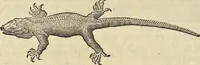 An illustration from Historia naturalis Brasiliae, : auspicio et beneficio illustriss. I. Mauritii Com. Nassau ... adornata : in qua non tantum plantæ et animalia, sed et indigenarum morbi, ingenia et mores describuntur et iconibus supra quingentas illustrantur (1648)