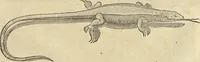 An illustration from Historia naturalis Brasiliae, : auspicio et beneficio illustriss. I. Mauritii Com. Nassau ... adornata : in qua non tantum plantæ et animalia, sed et indigenarum morbi, ingenia et mores describuntur et iconibus supra quingentas illustrantur (1648)