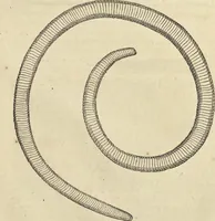 Picture 378 of 397 from Historia naturalis Brasiliae, : auspicio et beneficio illustriss. I. Mauritii Com. Nassau ... adornata : in qua non tantum plantæ et animalia, sed et indigenarum morbi, ingenia et mores describuntur et iconibus supra quingentas illustrantur (1648), leaf 386