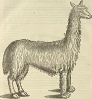 Picture 380 of 397 from Historia naturalis Brasiliae, : auspicio et beneficio illustriss. I. Mauritii Com. Nassau ... adornata : in qua non tantum plantæ et animalia, sed et indigenarum morbi, ingenia et mores describuntur et iconibus supra quingentas illustrantur (1648), leaf 391