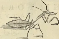 An illustration from Historia naturalis Brasiliae, : auspicio et beneficio illustriss. I. Mauritii Com. Nassau ... adornata : in qua non tantum plantæ et animalia, sed et indigenarum morbi, ingenia et mores describuntur et iconibus supra quingentas illustrantur (1648)