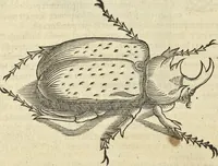 An illustration from Historia naturalis Brasiliae, : auspicio et beneficio illustriss. I. Mauritii Com. Nassau ... adornata : in qua non tantum plantæ et animalia, sed et indigenarum morbi, ingenia et mores describuntur et iconibus supra quingentas illustrantur (1648)