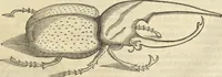 Picture 383 of 397 from Historia naturalis Brasiliae, : auspicio et beneficio illustriss. I. Mauritii Com. Nassau ... adornata : in qua non tantum plantæ et animalia, sed et indigenarum morbi, ingenia et mores describuntur et iconibus supra quingentas illustrantur (1648), leaf 394