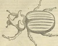 An illustration from Historia naturalis Brasiliae, : auspicio et beneficio illustriss. I. Mauritii Com. Nassau ... adornata : in qua non tantum plantæ et animalia, sed et indigenarum morbi, ingenia et mores describuntur et iconibus supra quingentas illustrantur (1648)
