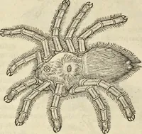 Picture 386 of 397 from Historia naturalis Brasiliae, : auspicio et beneficio illustriss. I. Mauritii Com. Nassau ... adornata : in qua non tantum plantæ et animalia, sed et indigenarum morbi, ingenia et mores describuntur et iconibus supra quingentas illustrantur (1648), leaf 395