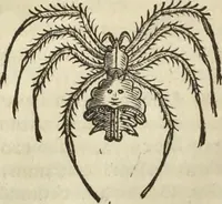 Picture 387 of 397 from Historia naturalis Brasiliae, : auspicio et beneficio illustriss. I. Mauritii Com. Nassau ... adornata : in qua non tantum plantæ et animalia, sed et indigenarum morbi, ingenia et mores describuntur et iconibus supra quingentas illustrantur (1648), leaf 395