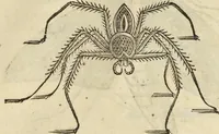 An illustration from Historia naturalis Brasiliae, : auspicio et beneficio illustriss. I. Mauritii Com. Nassau ... adornata : in qua non tantum plantæ et animalia, sed et indigenarum morbi, ingenia et mores describuntur et iconibus supra quingentas illustrantur (1648)