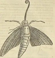 An illustration from Historia naturalis Brasiliae, : auspicio et beneficio illustriss. I. Mauritii Com. Nassau ... adornata : in qua non tantum plantæ et animalia, sed et indigenarum morbi, ingenia et mores describuntur et iconibus supra quingentas illustrantur (1648)