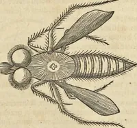 An illustration from Historia naturalis Brasiliae, : auspicio et beneficio illustriss. I. Mauritii Com. Nassau ... adornata : in qua non tantum plantæ et animalia, sed et indigenarum morbi, ingenia et mores describuntur et iconibus supra quingentas illustrantur (1648)