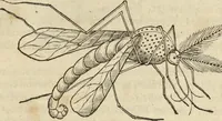 An illustration from Historia naturalis Brasiliae, : auspicio et beneficio illustriss. I. Mauritii Com. Nassau ... adornata : in qua non tantum plantæ et animalia, sed et indigenarum morbi, ingenia et mores describuntur et iconibus supra quingentas illustrantur (1648)