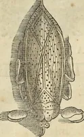 An illustration from Historia naturalis Brasiliae, : auspicio et beneficio illustriss. I. Mauritii Com. Nassau ... adornata : in qua non tantum plantæ et animalia, sed et indigenarum morbi, ingenia et mores describuntur et iconibus supra quingentas illustrantur (1648)