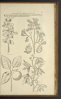 An illustration from Historia naturalis Brasiliae, : auspicio et beneficio illustriss. I. Mauritii Com. Nassau ... adornata : in qua non tantum plantæ et animalia, sed et indigenarum morbi, ingenia et mores describuntur et iconibus supra quingentas illustrantur (1648)