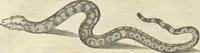 An illustration from Historia naturalis Brasiliae, : auspicio et beneficio illustriss. I. Mauritii Com. Nassau ... adornata : in qua non tantum plantæ et animalia, sed et indigenarum morbi, ingenia et mores describuntur et iconibus supra quingentas illustrantur (1648)