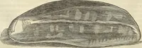 An illustration from Historia naturalis Brasiliae, : auspicio et beneficio illustriss. I. Mauritii Com. Nassau ... adornata : in qua non tantum plantæ et animalia, sed et indigenarum morbi, ingenia et mores describuntur et iconibus supra quingentas illustrantur (1648)