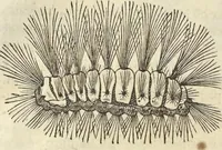 An illustration from Historia naturalis Brasiliae, : auspicio et beneficio illustriss. I. Mauritii Com. Nassau ... adornata : in qua non tantum plantæ et animalia, sed et indigenarum morbi, ingenia et mores describuntur et iconibus supra quingentas illustrantur (1648)