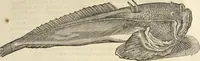 An illustration from Historia naturalis Brasiliae, : auspicio et beneficio illustriss. I. Mauritii Com. Nassau ... adornata : in qua non tantum plantæ et animalia, sed et indigenarum morbi, ingenia et mores describuntur et iconibus supra quingentas illustrantur (1648)