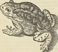 An illustration from Historia naturalis Brasiliae, : auspicio et beneficio illustriss. I. Mauritii Com. Nassau ... adornata : in qua non tantum plantæ et animalia, sed et indigenarum morbi, ingenia et mores describuntur et iconibus supra quingentas illustrantur (1648)