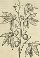 An illustration from Historia naturalis Brasiliae, : auspicio et beneficio illustriss. I. Mauritii Com. Nassau ... adornata : in qua non tantum plantæ et animalia, sed et indigenarum morbi, ingenia et mores describuntur et iconibus supra quingentas illustrantur (1648)
