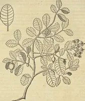 An illustration from Historia naturalis Brasiliae, : auspicio et beneficio illustriss. I. Mauritii Com. Nassau ... adornata : in qua non tantum plantæ et animalia, sed et indigenarum morbi, ingenia et mores describuntur et iconibus supra quingentas illustrantur (1648)