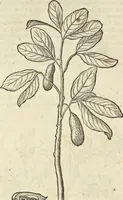An illustration from Historia naturalis Brasiliae, : auspicio et beneficio illustriss. I. Mauritii Com. Nassau ... adornata : in qua non tantum plantæ et animalia, sed et indigenarum morbi, ingenia et mores describuntur et iconibus supra quingentas illustrantur (1648)